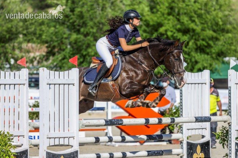 CDE (pony D) salto in 