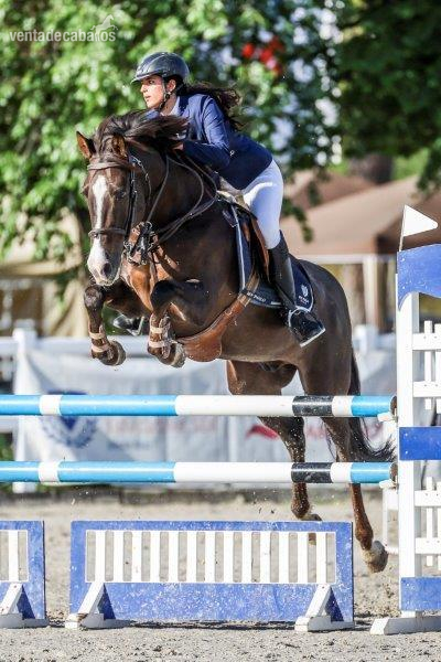 Caballo de Deporte Español (CDE)