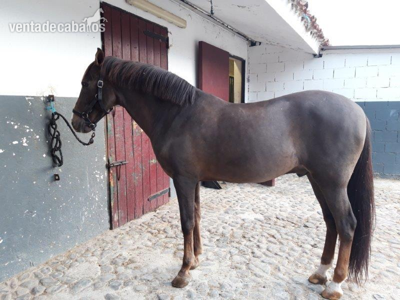 Caballo de Deporte Español (CDE) {TYPE}
