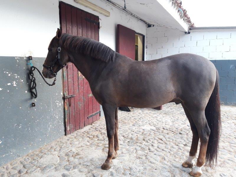 Caballo de Deporte Español (CDE) {TYPE}
