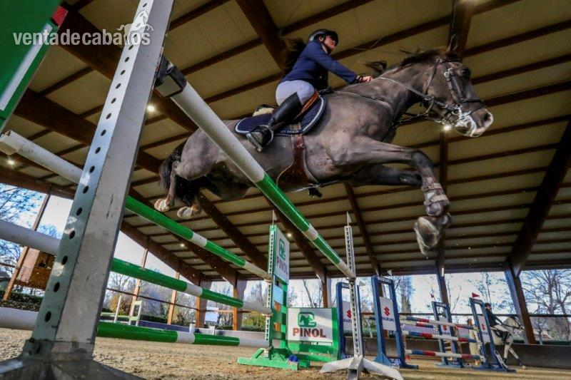 Ponis Pony Club Caballo de Deporte Español (CDE) - CDE (pony D) salto