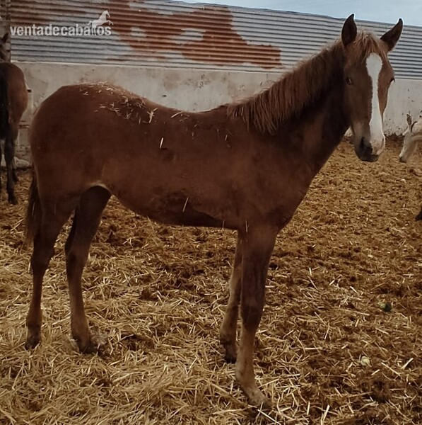 Beautiful Fuchs PRE mare with great blaze in 