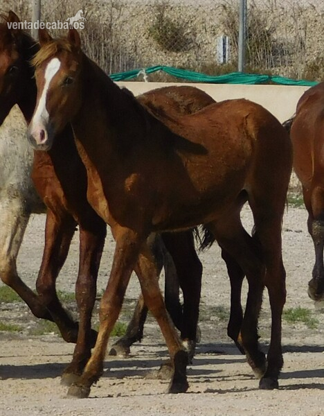 Caballos Pura Raza Española (P.R.E.) PRE - ﻿Beautiful Fuchs PRE mare with great blaze
