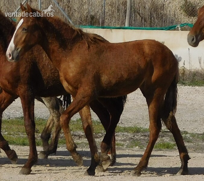 Beautiful Fuchs PRE mare with great blaze - Caballos Pura Raza Española (P.R.E.) PRE