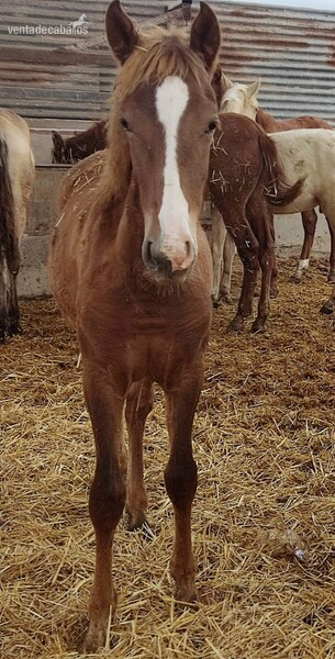 Beautiful Fuchs PRE mare with great blaze - PRE