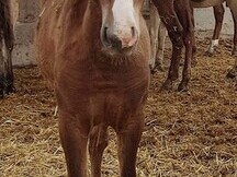 Beautiful Fuchs PRE mare with great blaze
