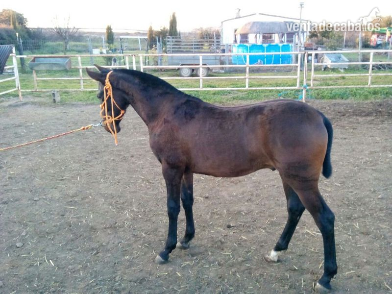 Caballos Pura Raza Española (P.R.E.) Pura Raza Española - venta de potro pre