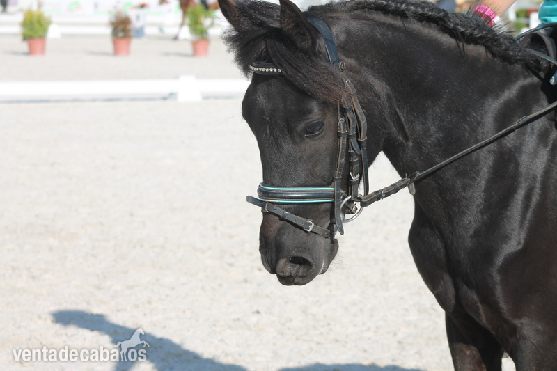 Poni B asturcon in 