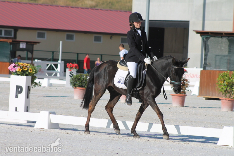Ponis Pony Club Asturcón - Poni B asturcon