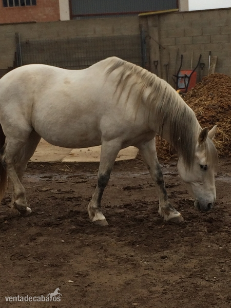 Caballo de Deporte Español (CDE)