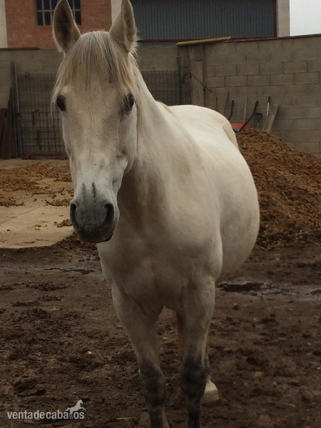 Caballo de Deporte Español (CDE) {TYPE}