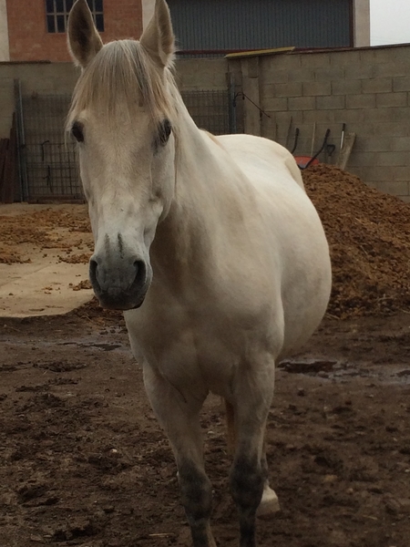 Caballo de Deporte Español (CDE) {TYPE}
