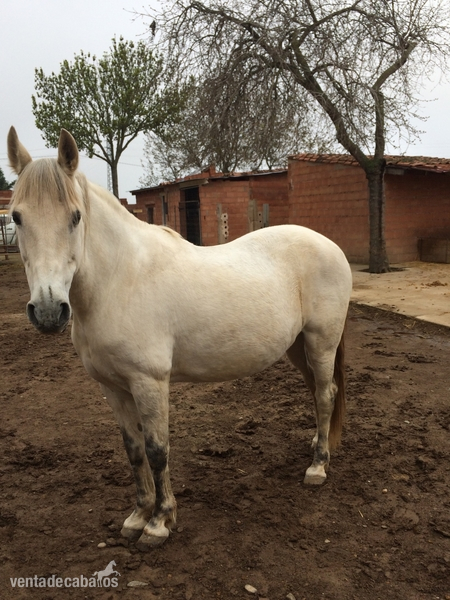 Yeguas Caballo de Deporte Español (CDE) - Vendo Yegua CDE con carta
