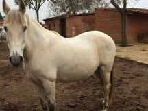 Vendo Yegua CDE con carta