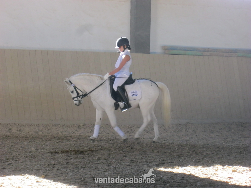 Poni B super manso in 