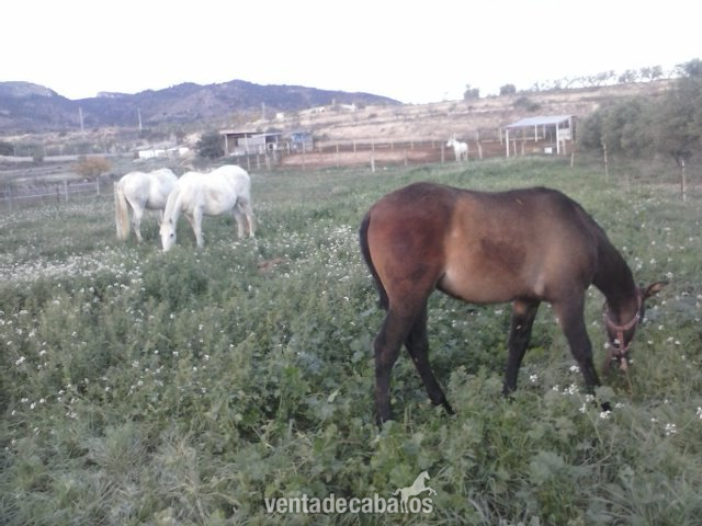 Andaluz