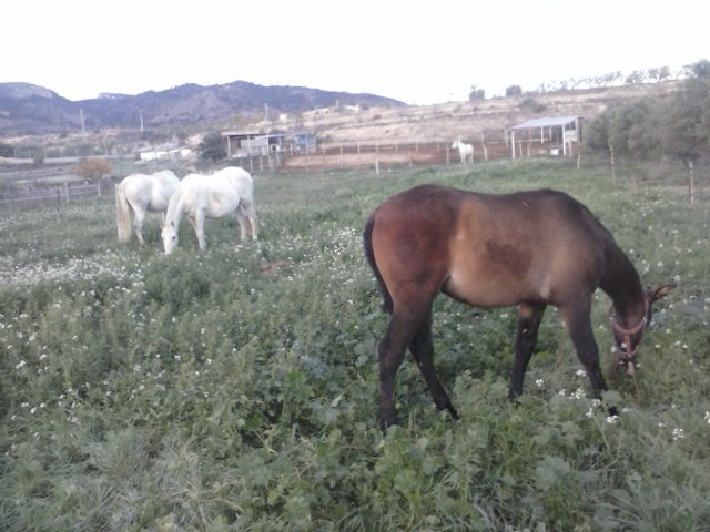Andaluz