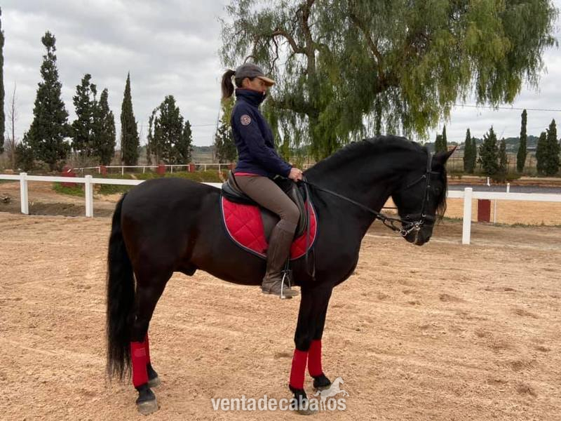 CABALLO PRE NEGRO YEGUADA DE LA ROSA in 
