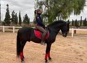 CABALLO PRE NEGRO YEGUADA DE LA ROSA