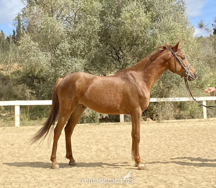 Ponis y caballos en venta in 