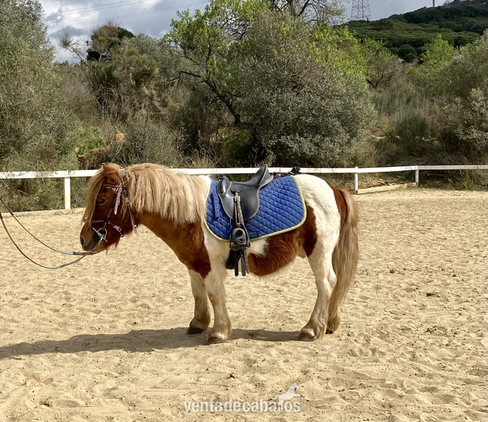 Ponis