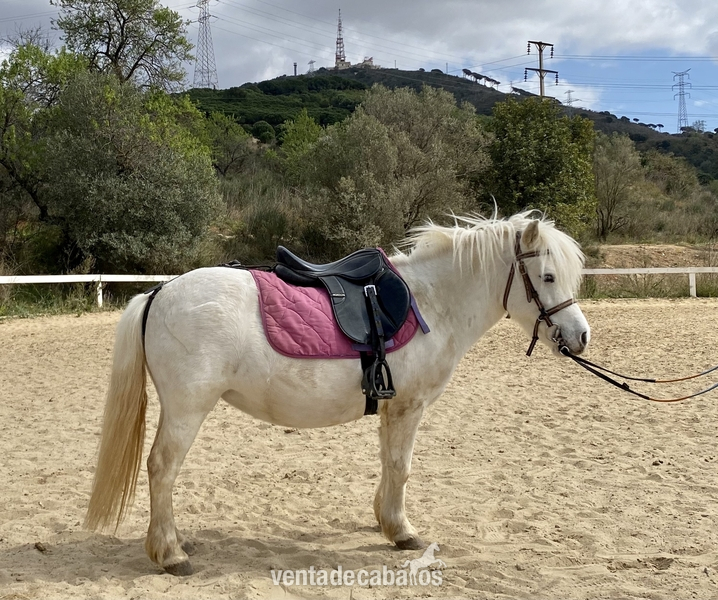 Ponis {TYPE}