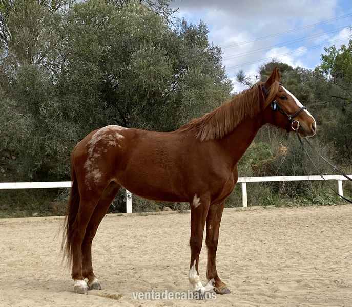 Ponis Pony Club Ponis - Ponis y caballos en venta