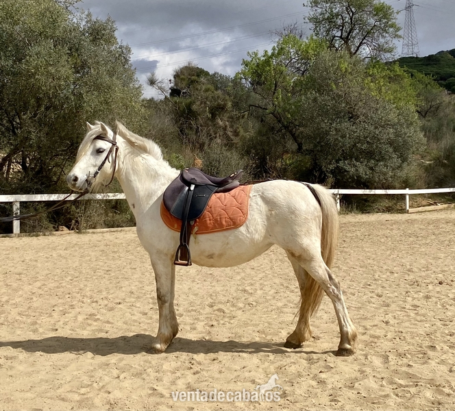 Ponis y caballos en venta - Ponis Pony Club Ponis