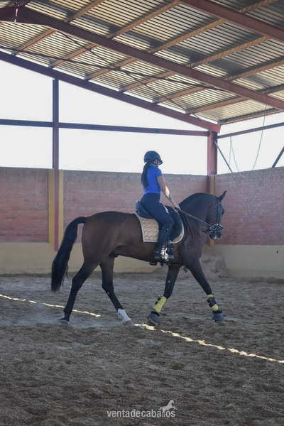 Caballo pre yeguada concha y mar in 