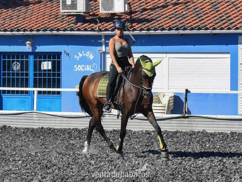 Caballos Pura Raza Española (P.R.E.) Pura Raza Española - Caballo pre yeguada concha y mar