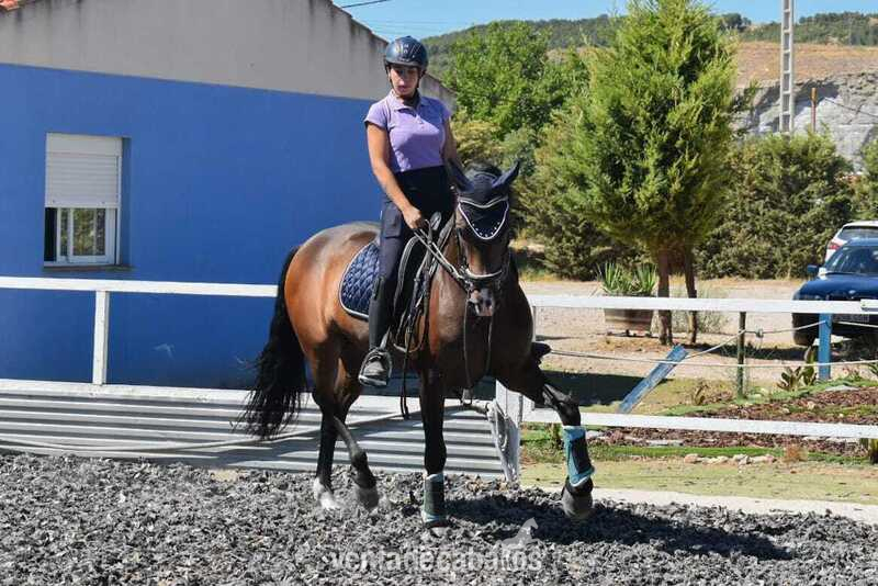 Caballo pre yeguada concha y mar - Caballos Pura Raza Española (P.R.E.) Pura Raza Española