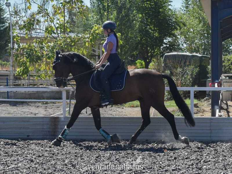 Caballo pre yeguada concha y mar - Pura Raza Española