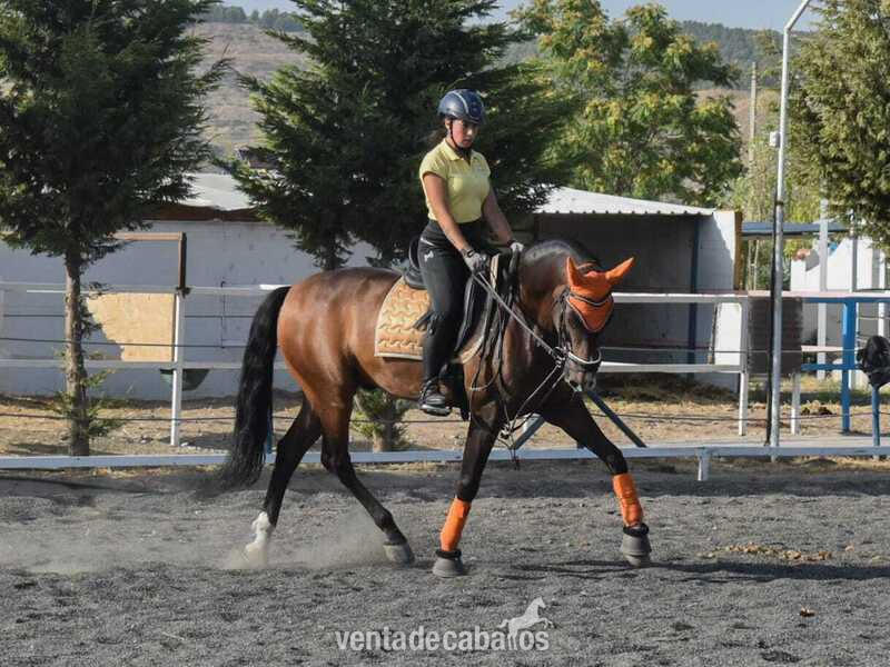 Caballo pre yeguada concha y mar - Caballos Pura Raza Española (P.R.E.)