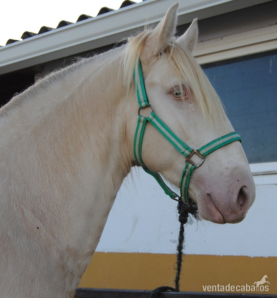 Lusitano