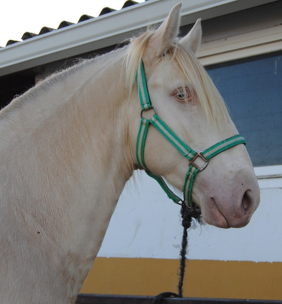 Lusitano