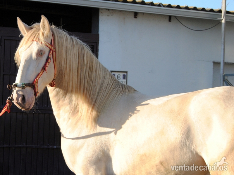 Lusitano {TYPE}
