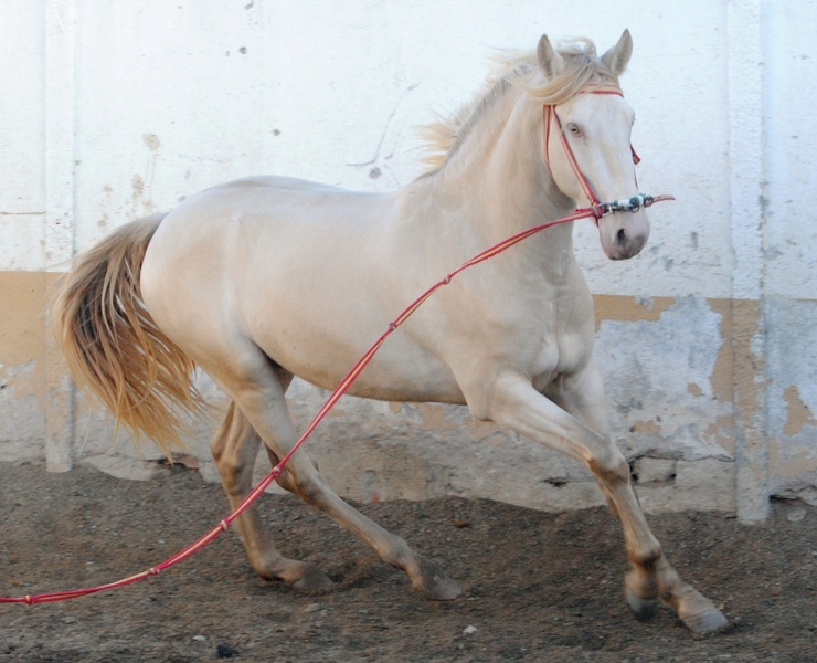 Potros Lusitano - Potro Lusitano albino