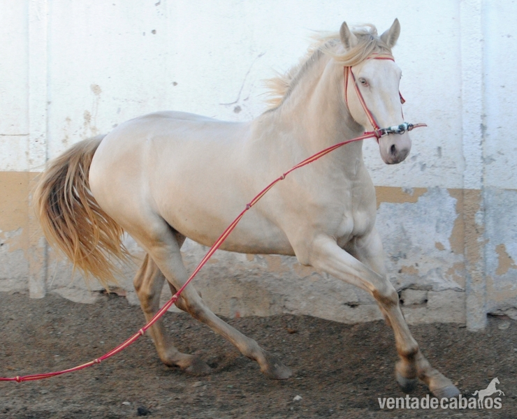 Potros Lusitano - Potro Lusitano albino