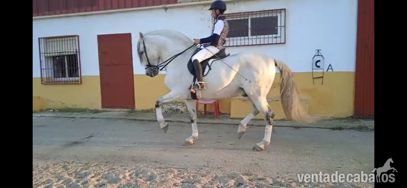 ESPECTACULAR CABALLO PRE ALTA ESCUELA in 