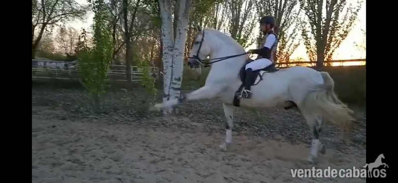 Caballos Pura Raza Española (P.R.E.) Pura Raza Española - ESPECTACULAR CABALLO PRE ALTA ESCUELA