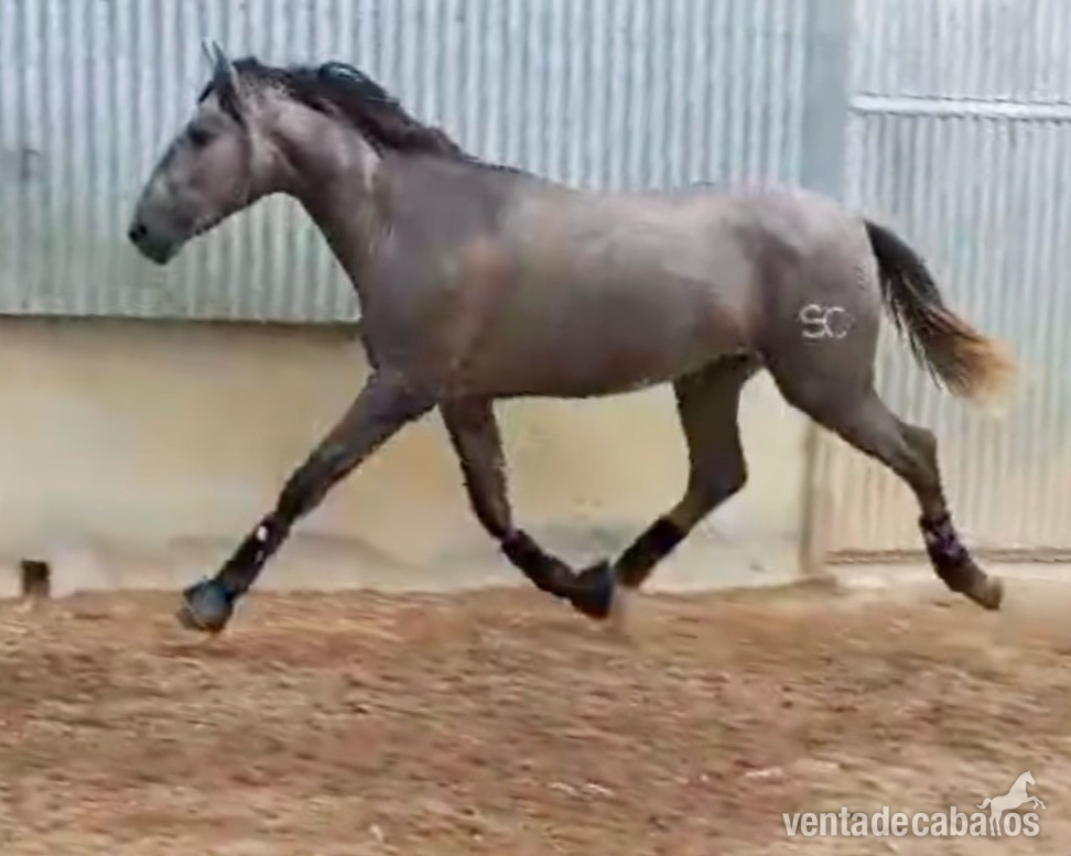 Caballos Pura Raza Española (P.R.E.) EMPTY - Potro PRE, 27 meses, hijo de Batanero Per (Mañoso II, López Monis)