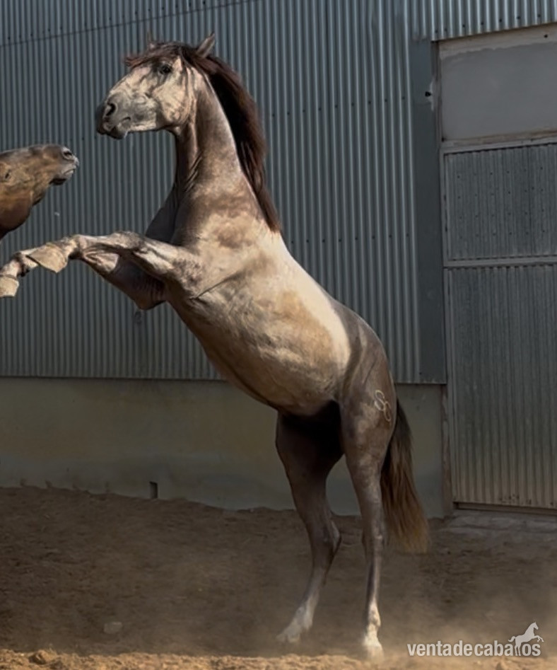 Potro PRE, 27 meses, hijo de Batanero Per (Mañoso II, López Monis) - Caballos Pura Raza Española (P.R.E.) EMPTY