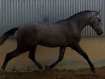 Potro PRE, 27 meses, hijo de Batanero Per (Mañoso II, López Monis)