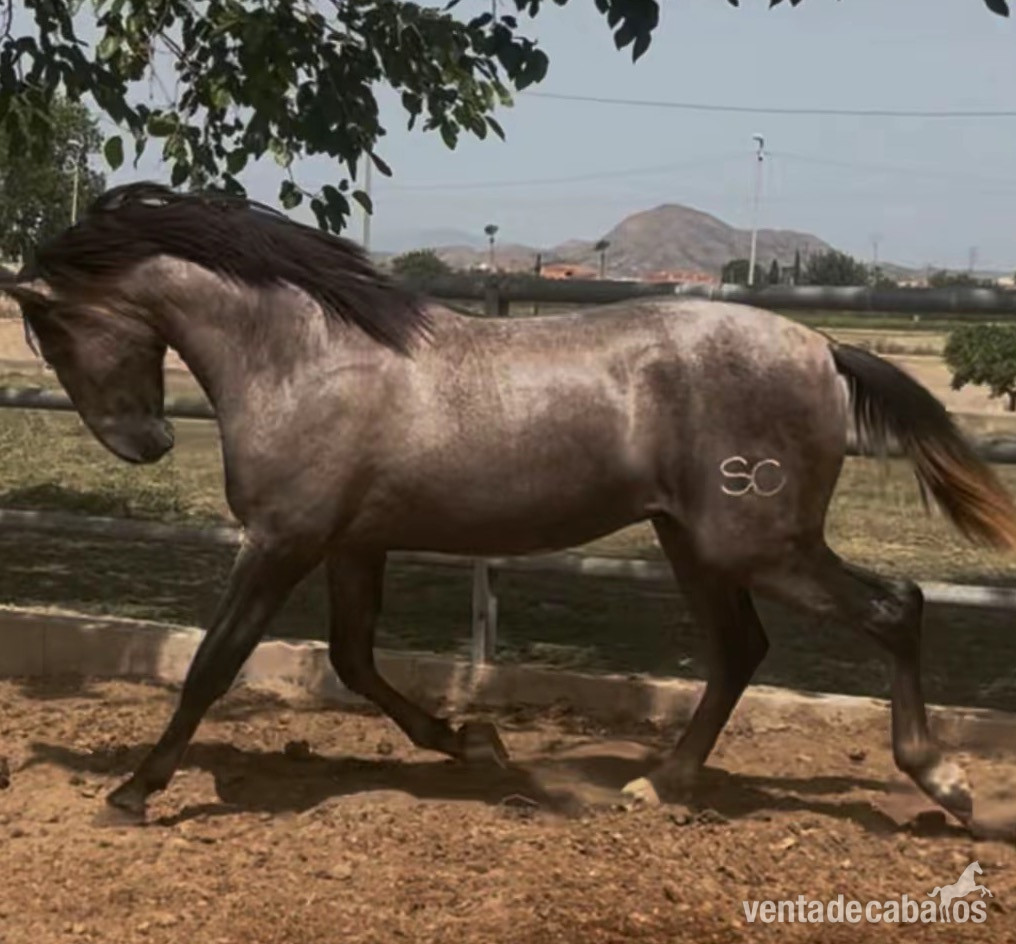 Potro PRE, 27 meses, hijo de Batanero Per (Mañoso II, López Monis) - Caballos Pura Raza Española (P.R.E.)