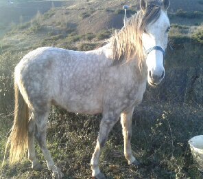 vendo caballo tordo
