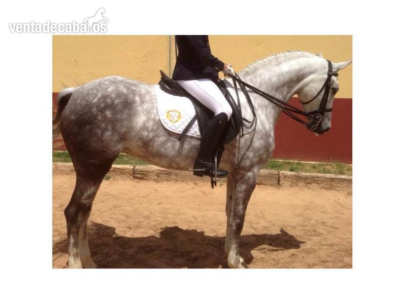 Cruzado {TYPE}