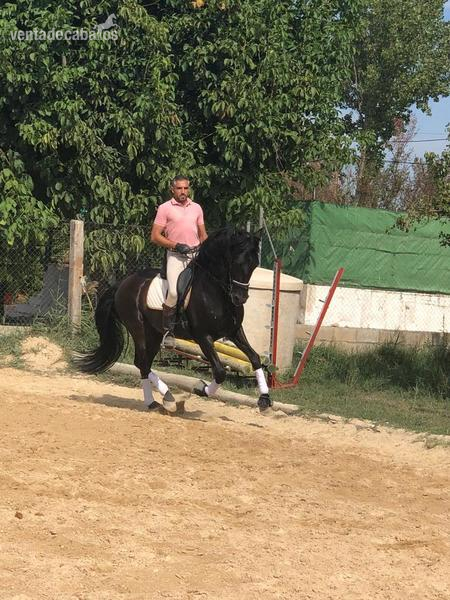 Caballos Pura Raza Española (P.R.E.) Pura Raza Española - Pura Raza Español