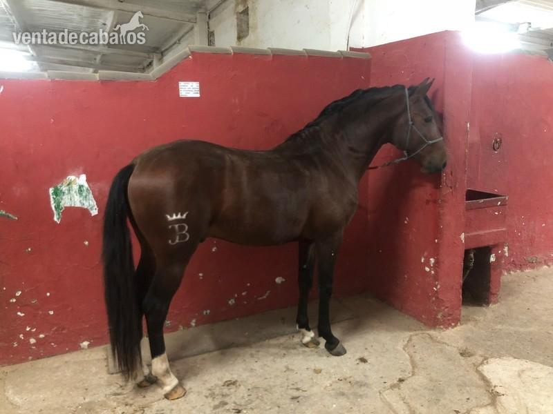 Potro lusitano puro in 