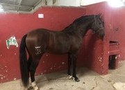 Potro lusitano puro
