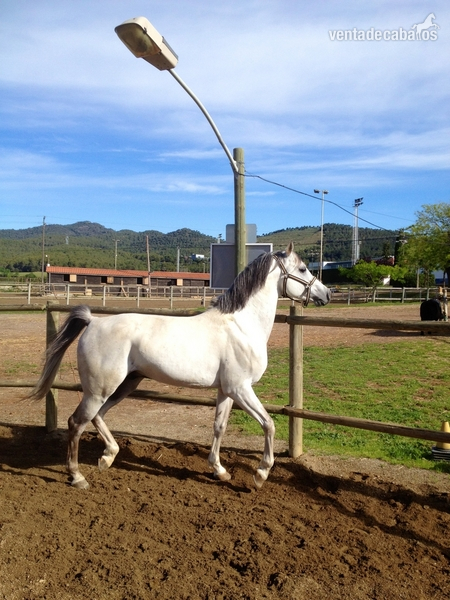 CABALLO ARABE JINETES EXPERTOS in 